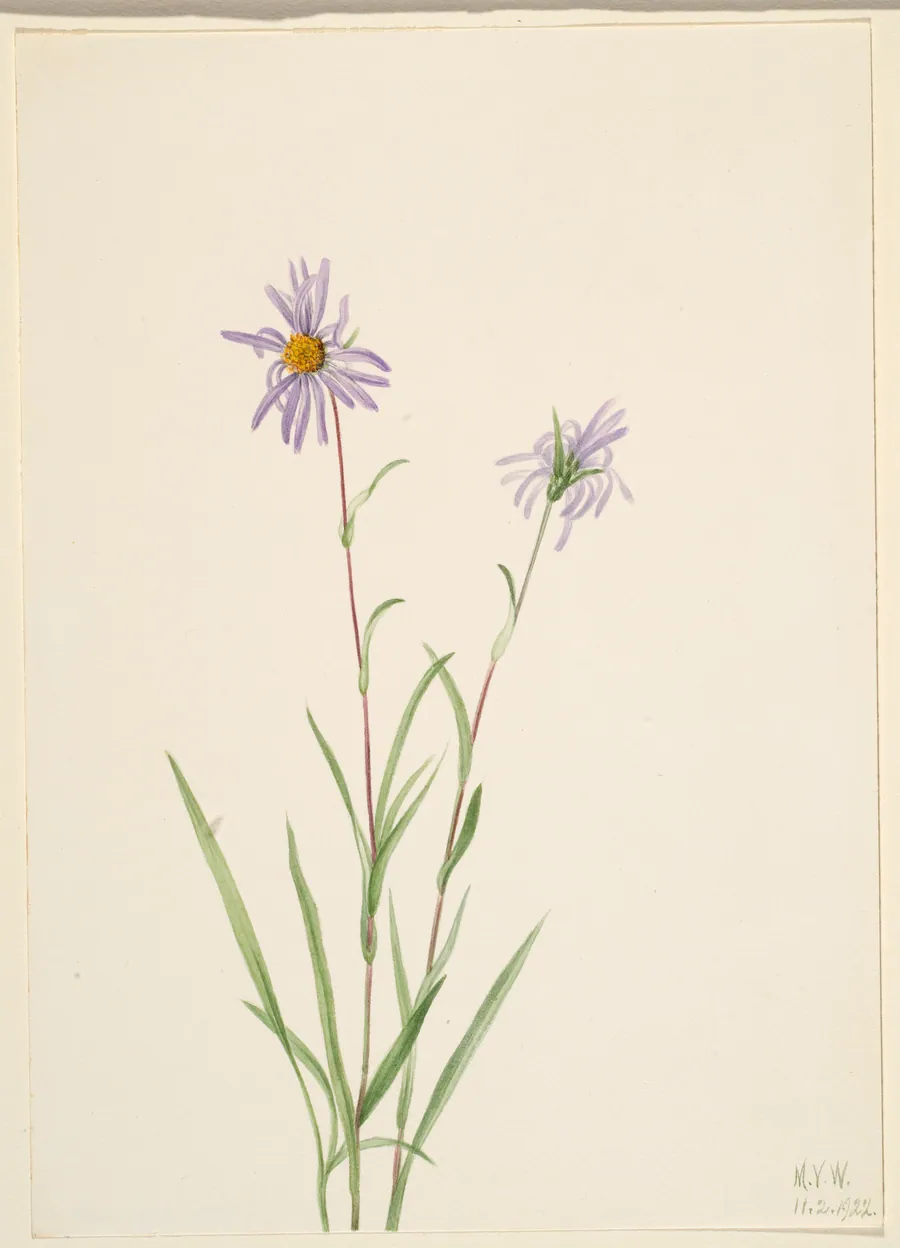 Swamp Aster (Aster paludosus) by Mary Vaux Walcott, born Philadelphia, PA 1860-died St. Andrews, New Brunswick, Canada 1940