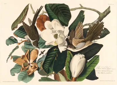 Black-billed Cuckoo