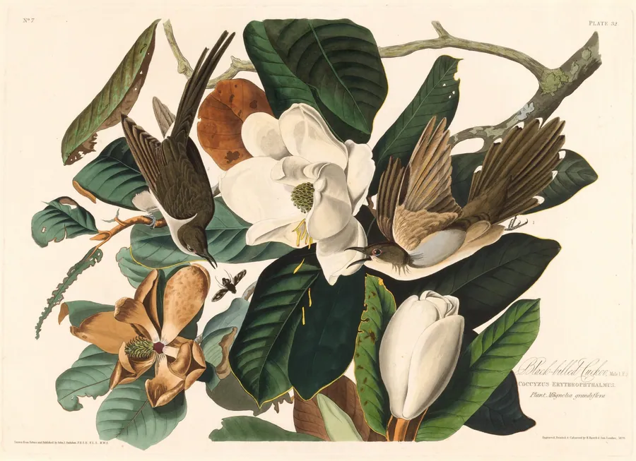 Black-billed Cuckoo by Robert Havell, Jr.