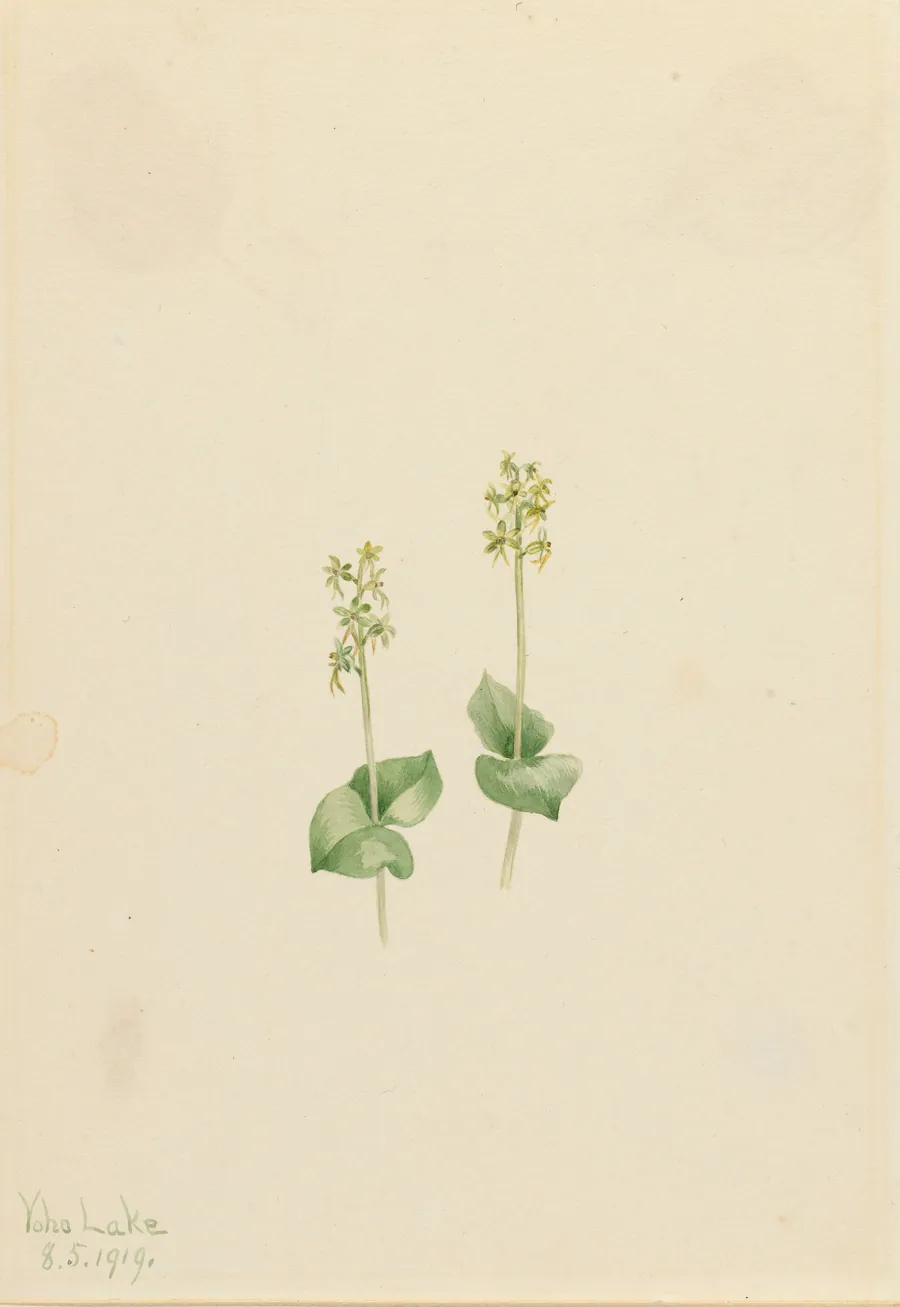 Rocky Mountain Twayblade (Ophrys necrophylla) by Mary Vaux Walcott, born Philadelphia, PA 1860-died St. Andrews, New Brunswick, Canada 1940