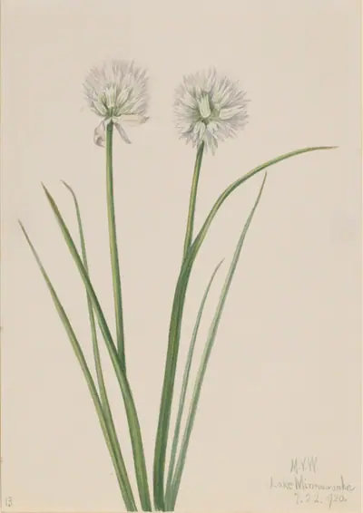 Northern Onion (Allium sibiricum)