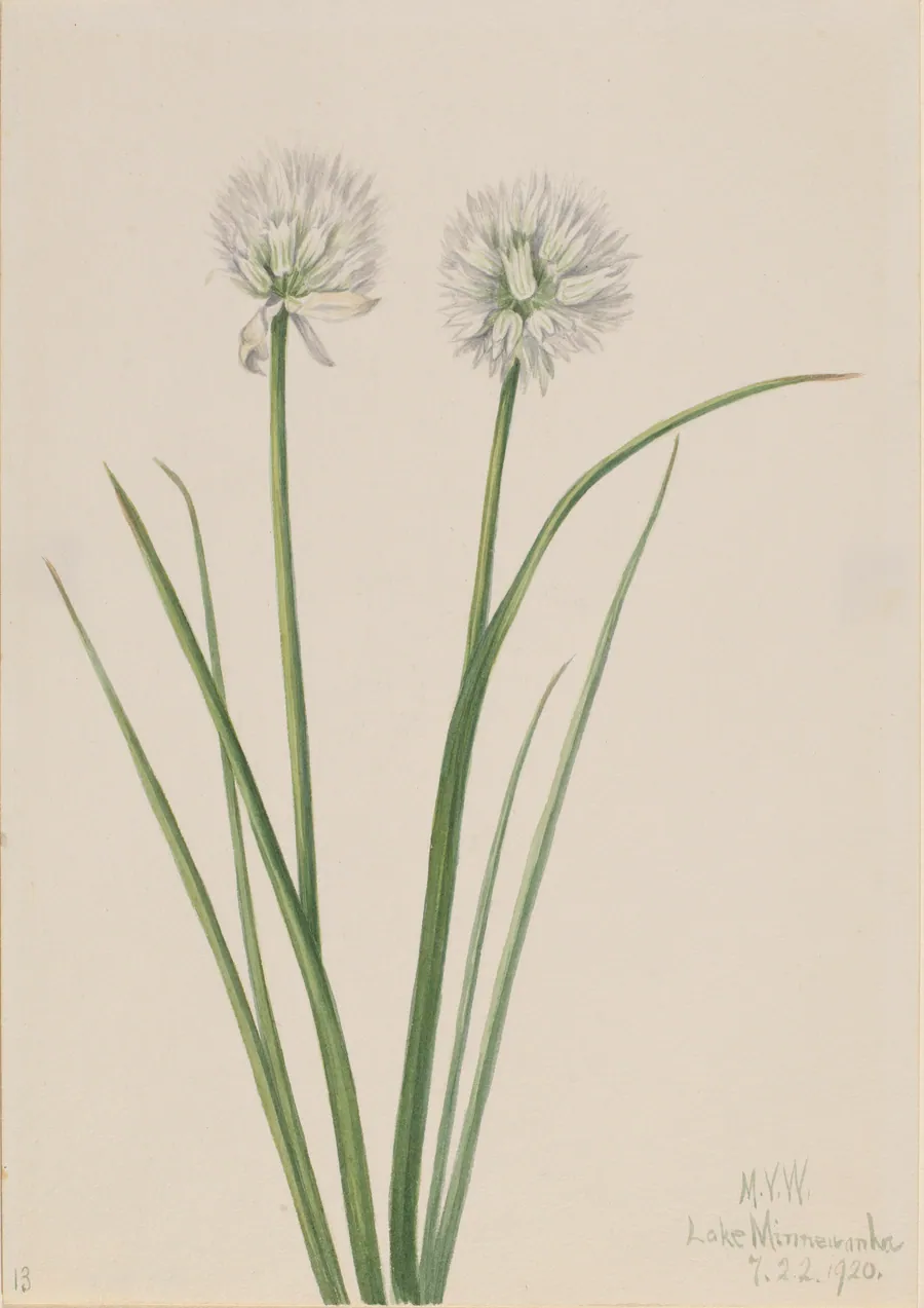Northern Onion (Allium sibiricum) by Mary Vaux Walcott, born Philadelphia, PA 1860-died St. Andrews, New Brunswick, Canada 1940