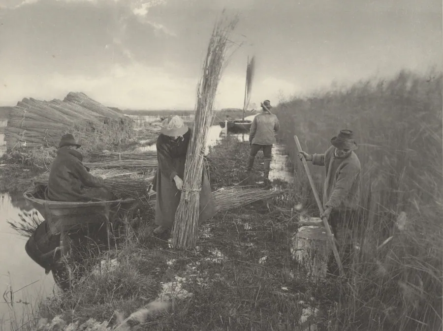 During the Reed-Harvest by T.F. Goodall