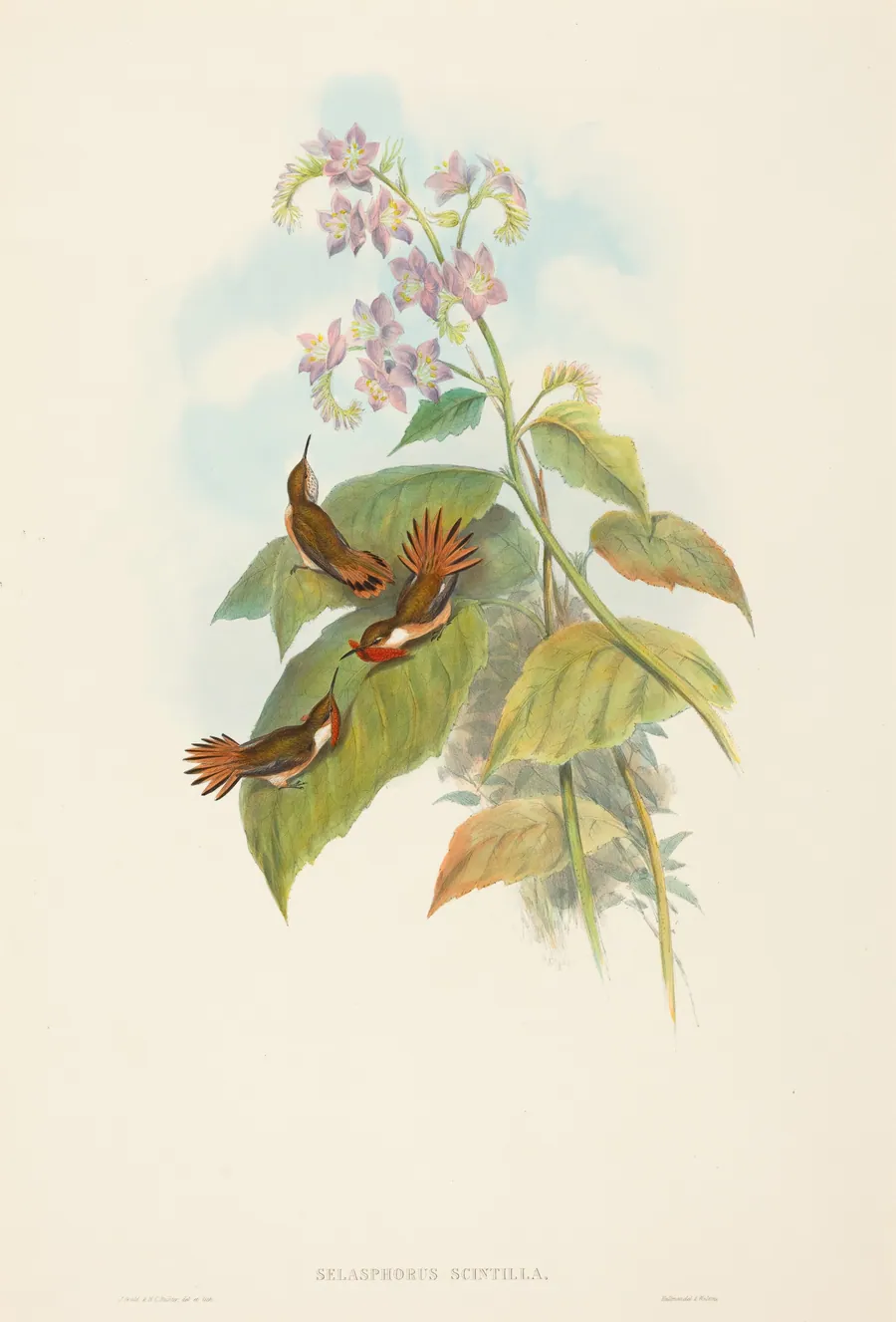 Selashorus scintilla (Scintillant Hummingbird) by John Gould