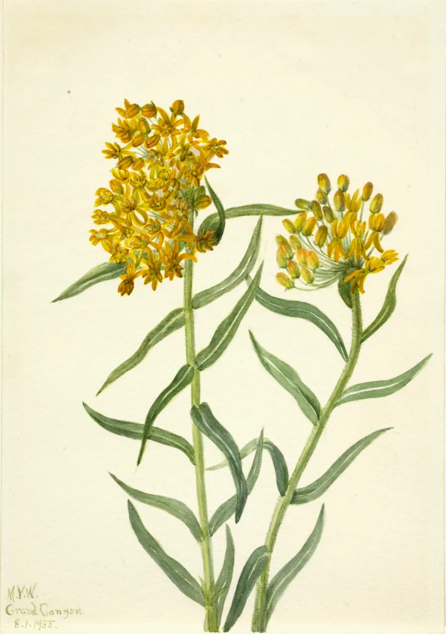 Butterfly Weed (Ascelpias tuberosa) by Mary Vaux Walcott, born Philadelphia, PA 1860-died St. Andrews, New Brunswick, Canada 1940