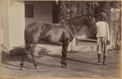 Captain Bailward's horses (recto, bottom)