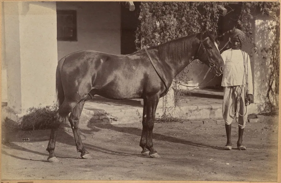 Captain Bailward's horses (recto, bottom) by Raja Deen Dayal