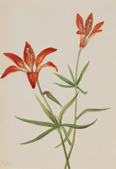 Lily (Lilium montanum)