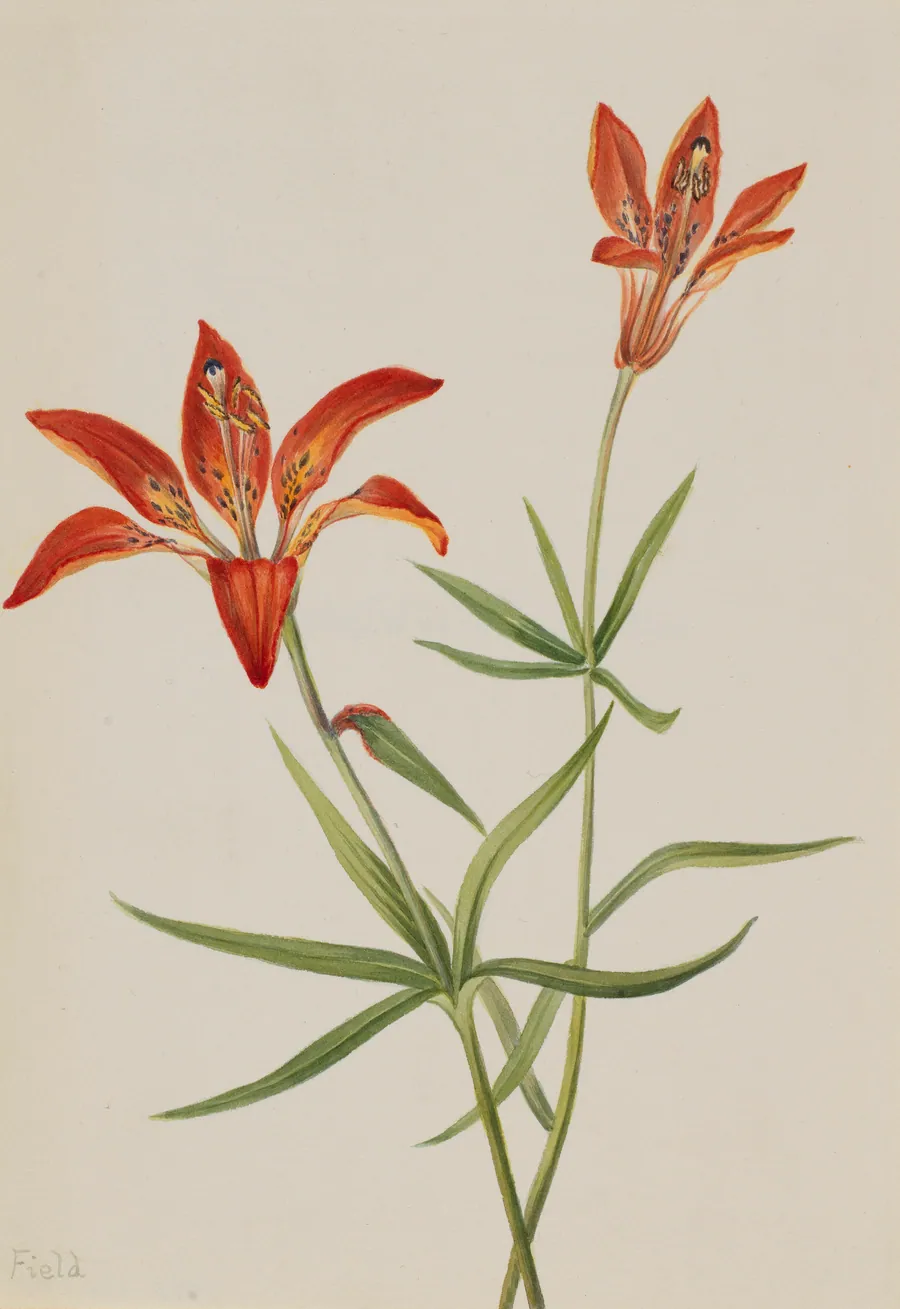 Lily (Lilium montanum) by Mary Vaux Walcott, born Philadelphia, PA 1860-died St. Andrews, New Brunswick, Canada 1940