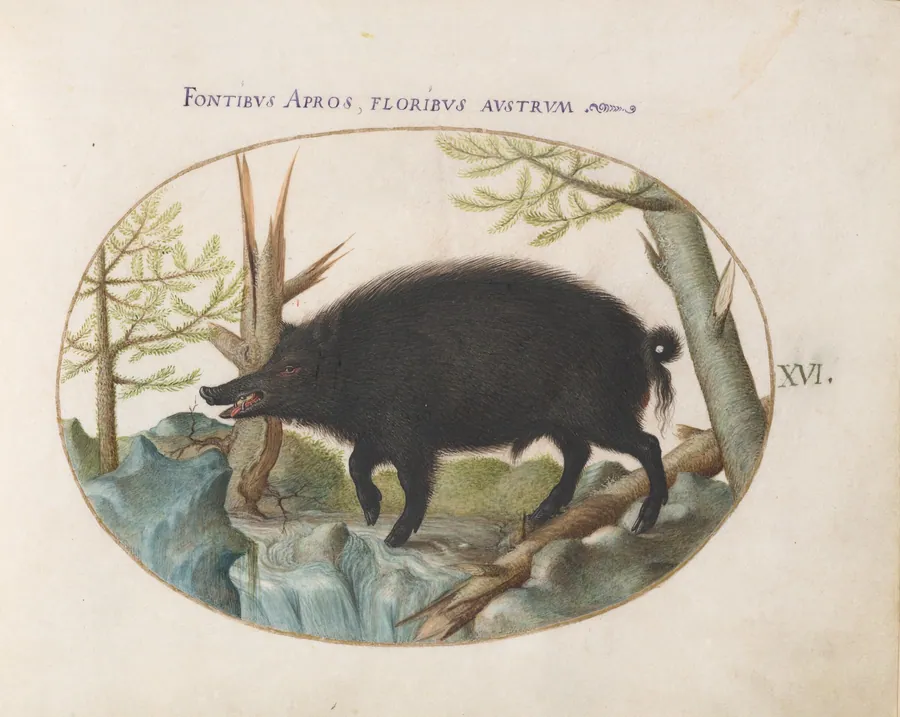 Plate 16: Wild Boar by Joris Hoefnagel