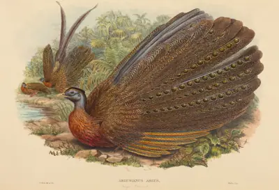 Argus Pheasant (Argusianus Argus)