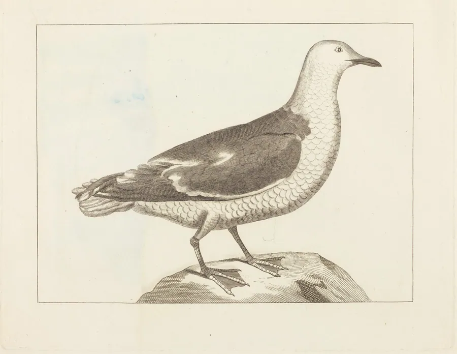 Water Fowl by British 19th Century