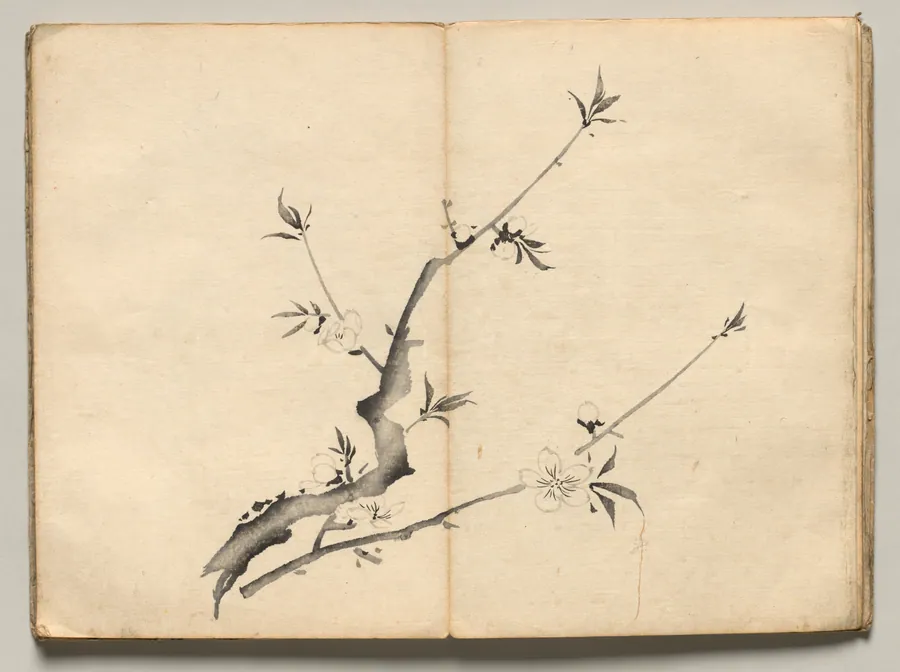Cherry from Ōkyo Picture Book by Maruyama Ōkyo