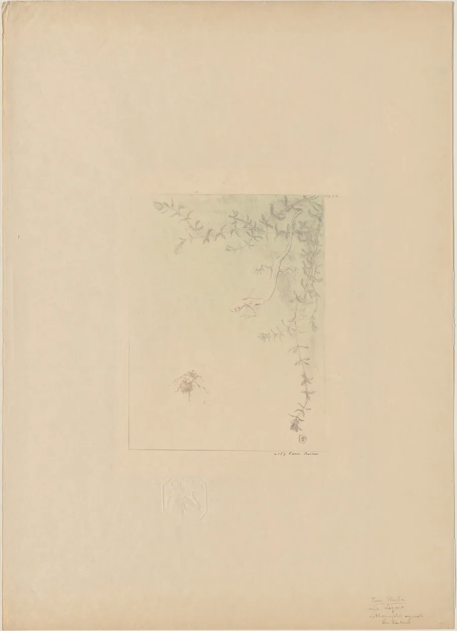 Salamander (La Salamandre) by Pierre Roche