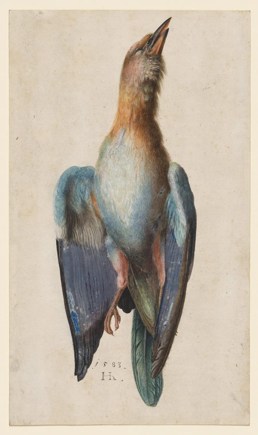 Dead Blue Roller by Hans Hoffmann
