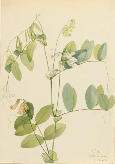 White Pea (Lathyrus ochroleucus)