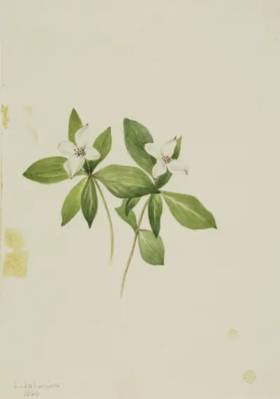 Bunchberry (Cornus canadensis)