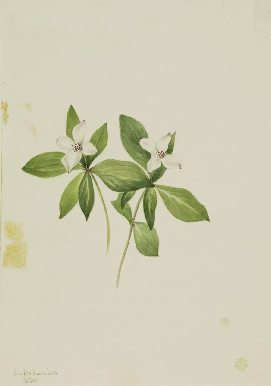 Bunchberry (Cornus canadensis) by Mary Vaux Walcott, born Philadelphia, PA 1860-died St. Andrews, New Brunswick, Canada 1940