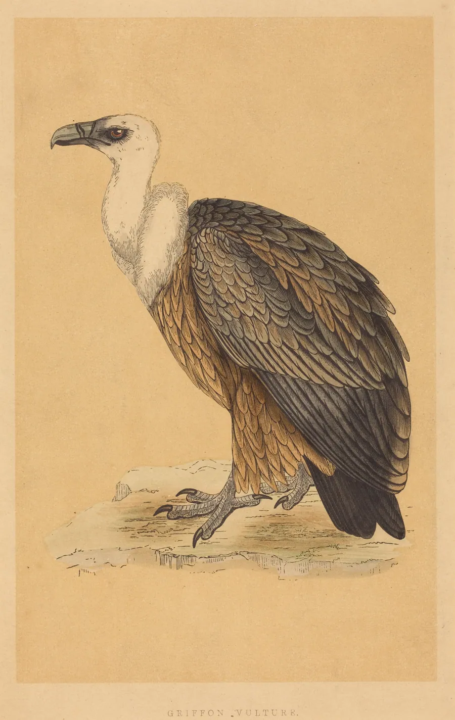 Griffon Vulture by British 19th Century
