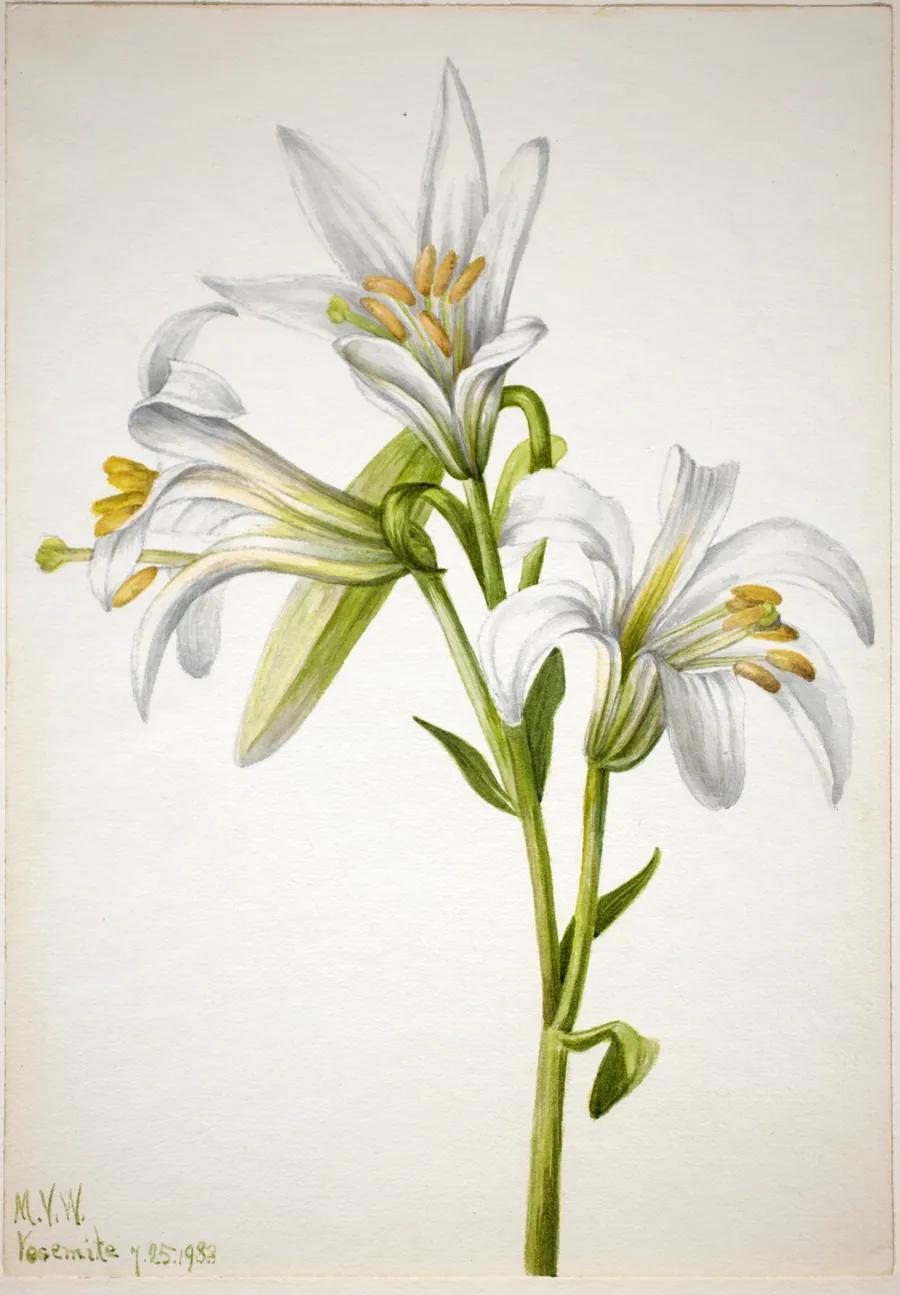 Washington Lily (Lilium washingtonianum) by Mary Vaux Walcott, born Philadelphia, PA 1860-died St. Andrews, New Brunswick, Canada 1940