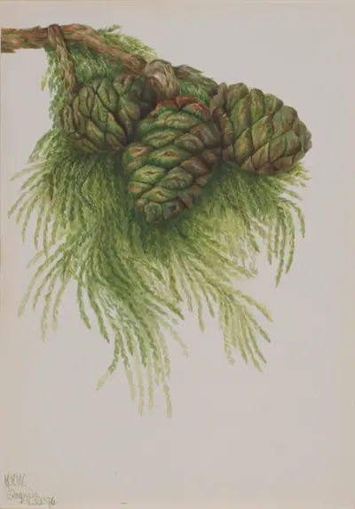 Sequoia (Sequoia gigantea)