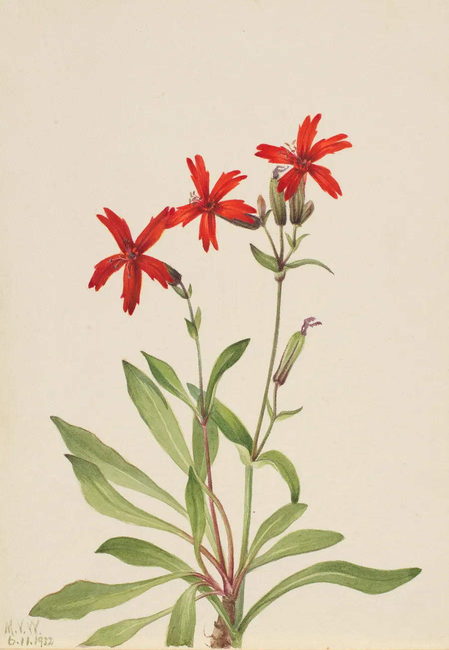 Fire Pink (Silene virginica) by Mary Vaux Walcott, born Philadelphia, PA 1860-died St. Andrews, New Brunswick, Canada 1940