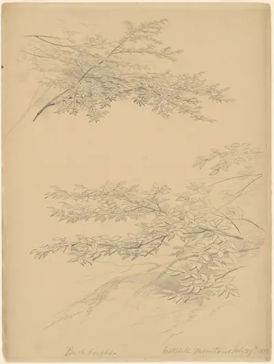 Birch Boughs, Catskill Mountains