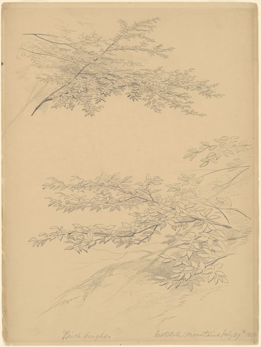 Birch Boughs, Catskill Mountains by John William Casilear