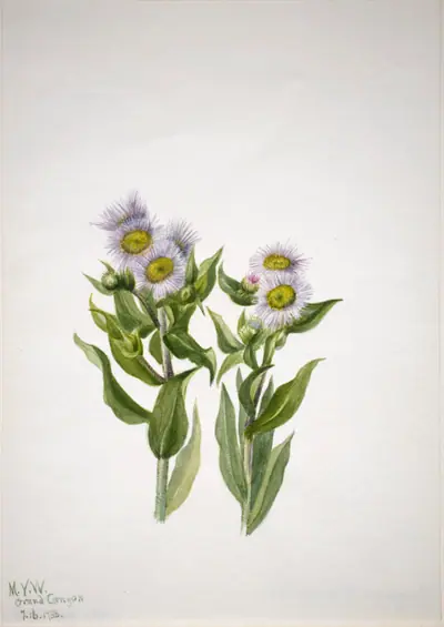 Fleabane (Erigeron macranthus)