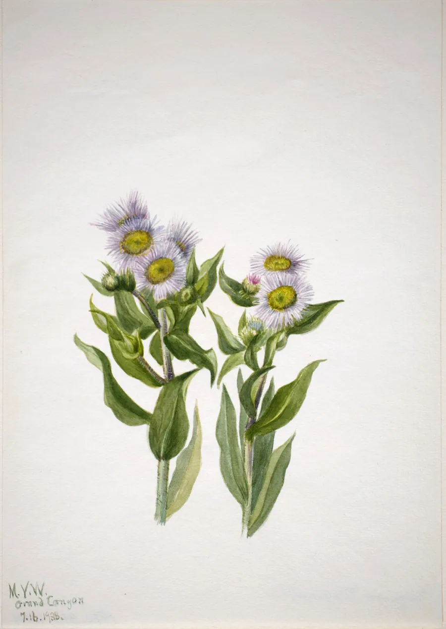 Fleabane (Erigeron macranthus) by Mary Vaux Walcott, born Philadelphia, PA 1860-died St. Andrews, New Brunswick, Canada 1940