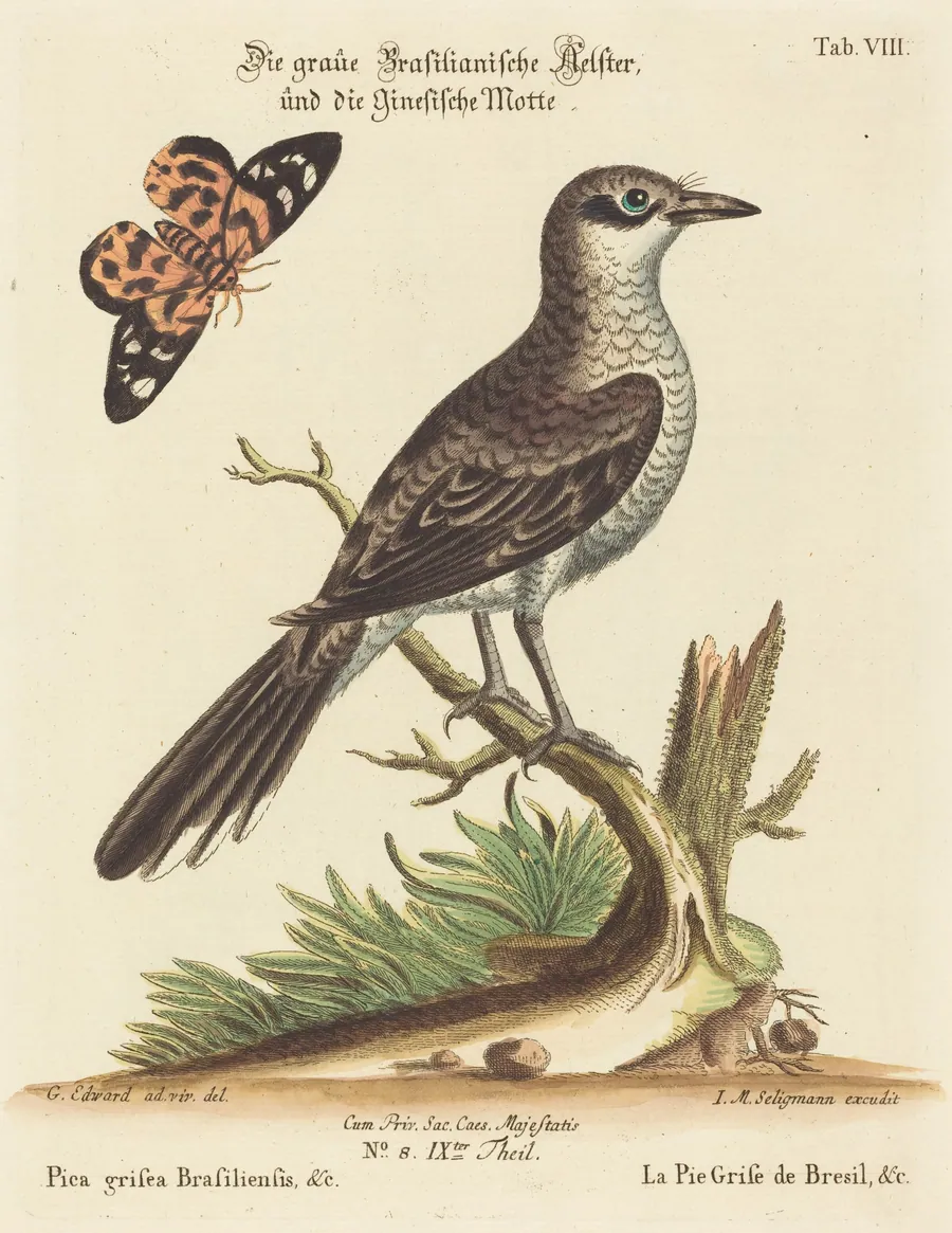 Pica grisea Brasiliensis by Johann Michael Seligmann