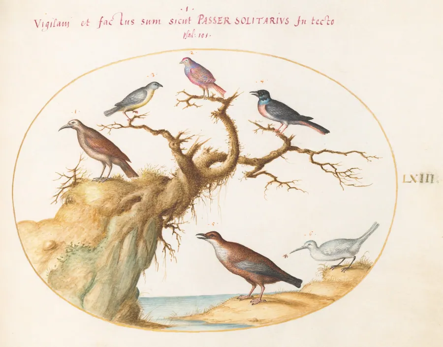 Plate 63: Six Small Birds, Including a Bluethroat and a Cuckoo(?) by Joris Hoefnagel
