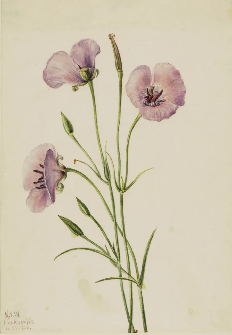 Lilac Mariposa (Calochortus splendens) by Mary Vaux Walcott, born Philadelphia, PA 1860-died St. Andrews, New Brunswick, Canada 1940