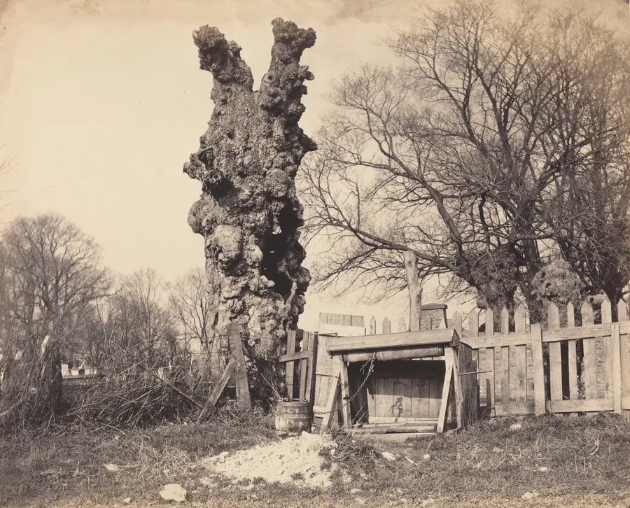 Old Tree near Chatham by British 19th Century