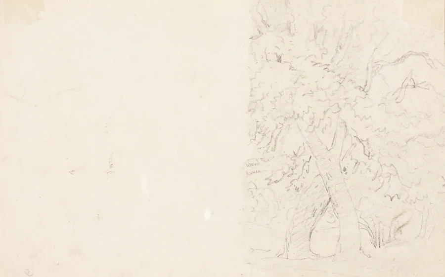 Trees [verso] by David Cox