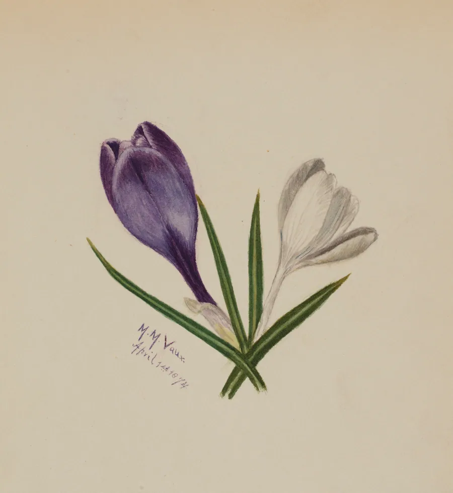 Untitled (Crocuses) by Mary Vaux Walcott, born Philadelphia, PA 1860-died St. Andrews, New Brunswick, Canada 1940