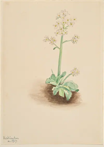 Early Saxifrage (Saxifraga virginiensis)