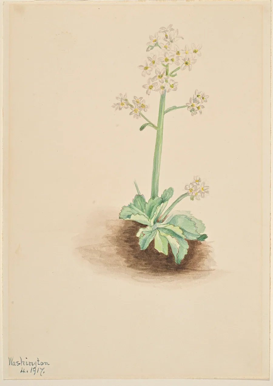 Early Saxifrage (Saxifraga virginiensis) by Mary Vaux Walcott, born Philadelphia, PA 1860-died St. Andrews, New Brunswick, Canada 1940