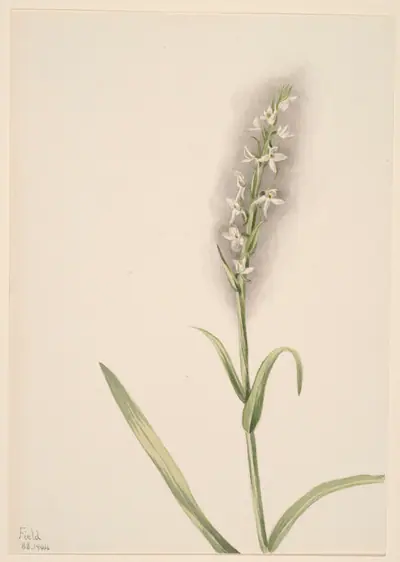Untitled--Plant Study