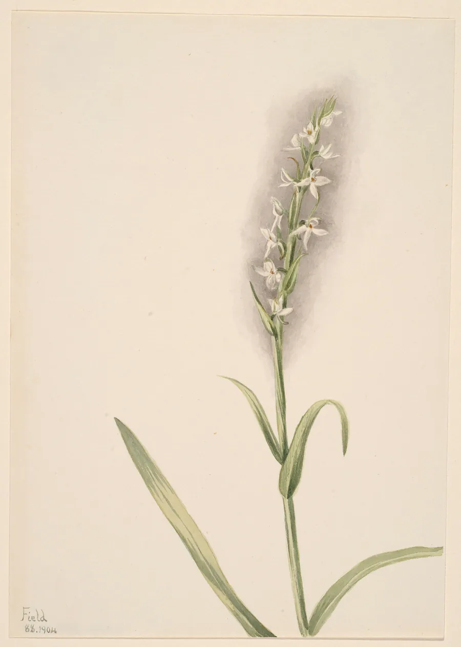 Untitled--Plant Study by Mary Vaux Walcott, born Philadelphia, PA 1860-died St. Andrews, New Brunswick, Canada 1940