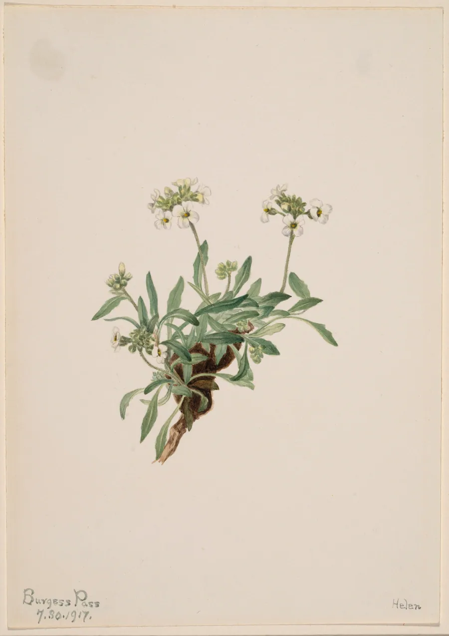 Arabis drummondii by Mary Vaux Walcott, born Philadelphia, PA 1860-died St. Andrews, New Brunswick, Canada 1940
