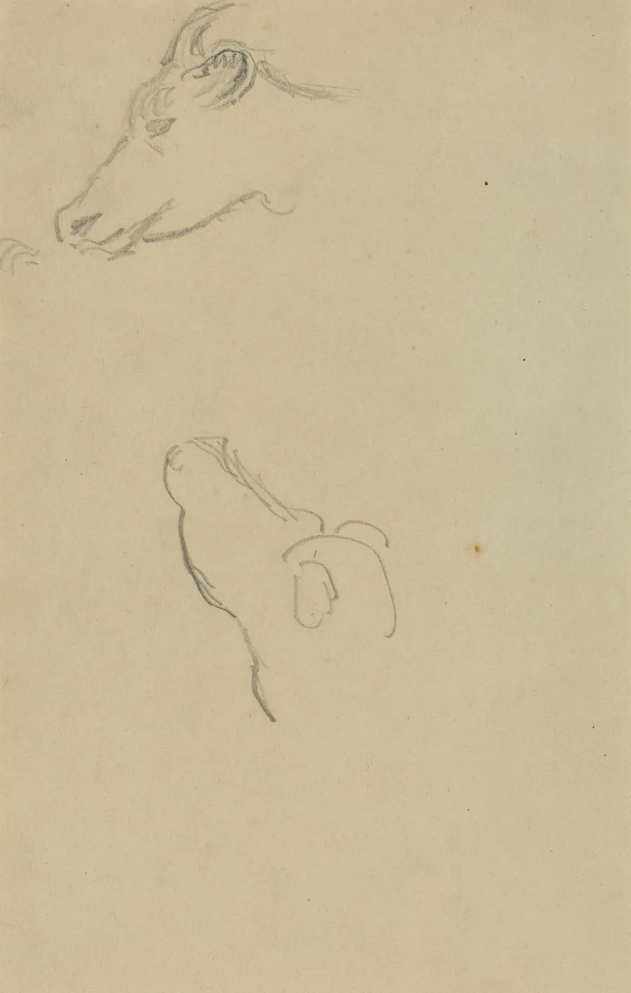 Head of a Cow [recto] by Paul Gauguin