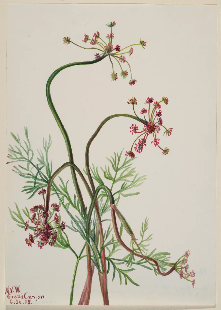 Pseudocymopterus montanus by Mary Vaux Walcott, born Philadelphia, PA 1860-died St. Andrews, New Brunswick, Canada 1940