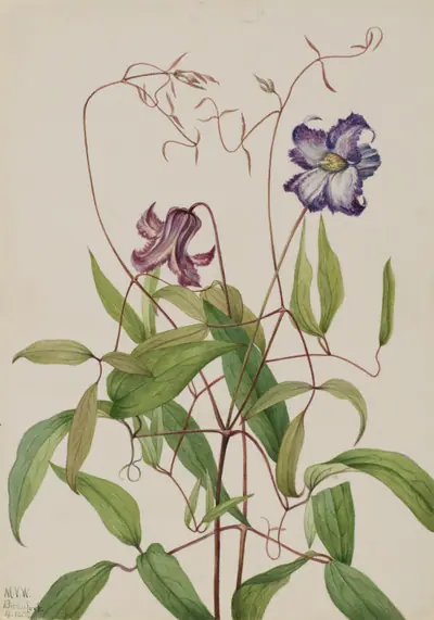 Curly Clematis (Clematis crispa)