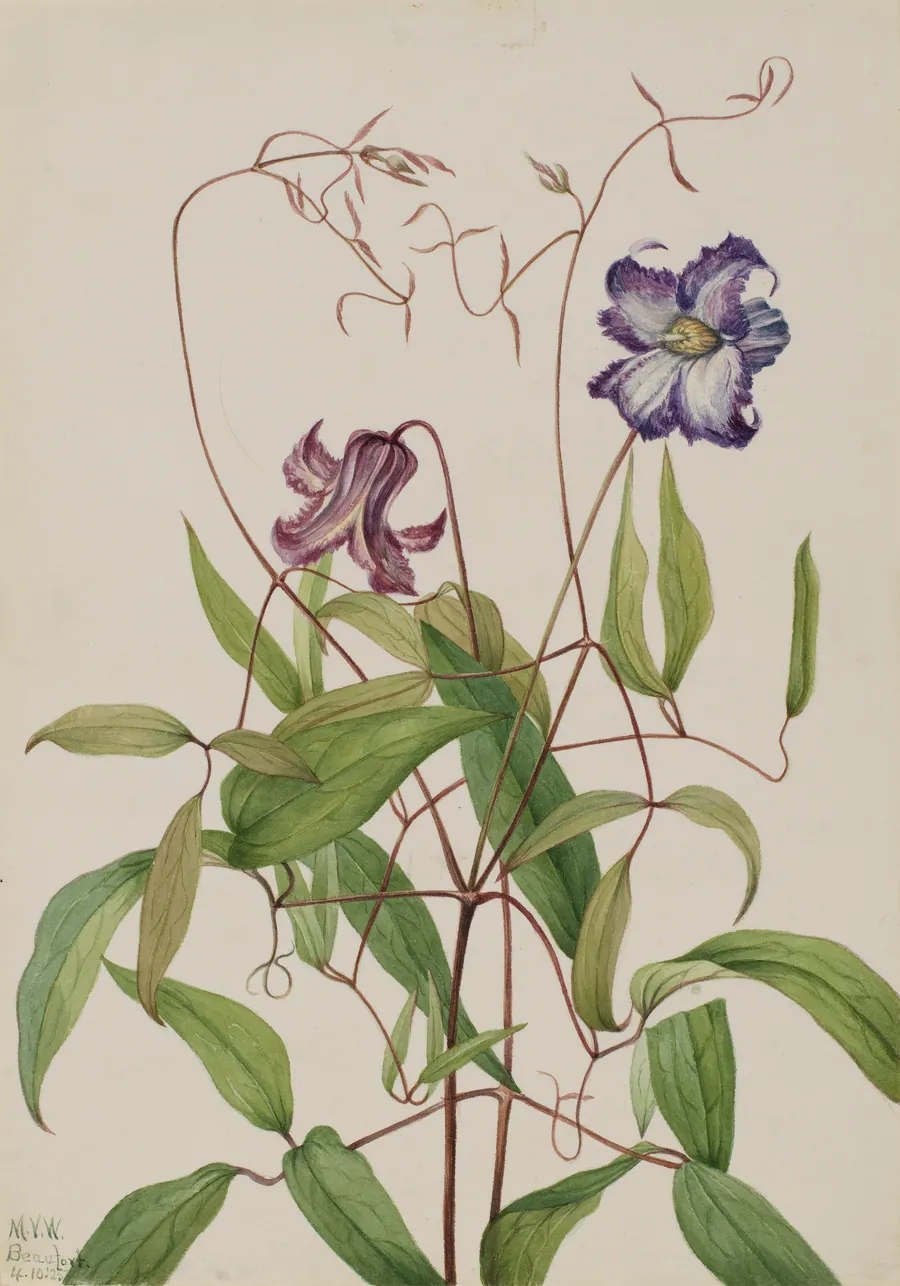 Curly Clematis (Clematis crispa) by Mary Vaux Walcott, born Philadelphia, PA 1860-died St. Andrews, New Brunswick, Canada 1940