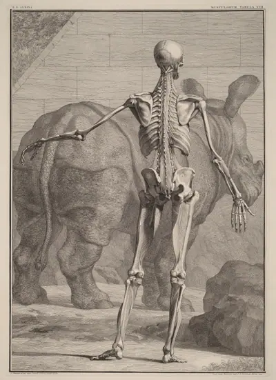 Musculorum Tabula VIII