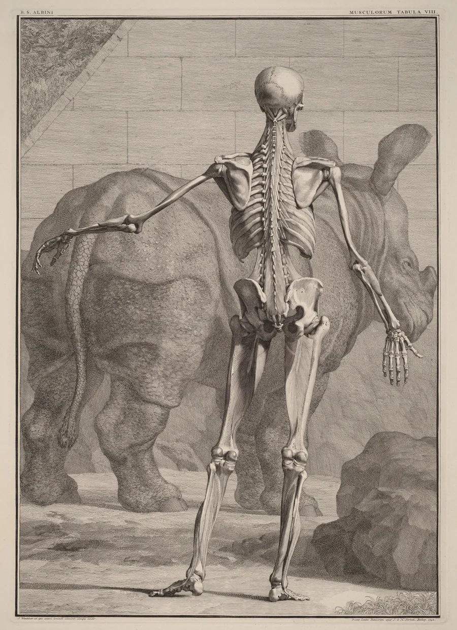 Musculorum Tabula VIII by Jan Wandelaar