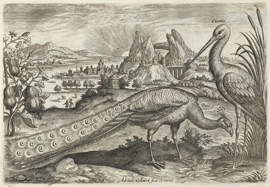 Peacock and Stork by Adriaen Collaert