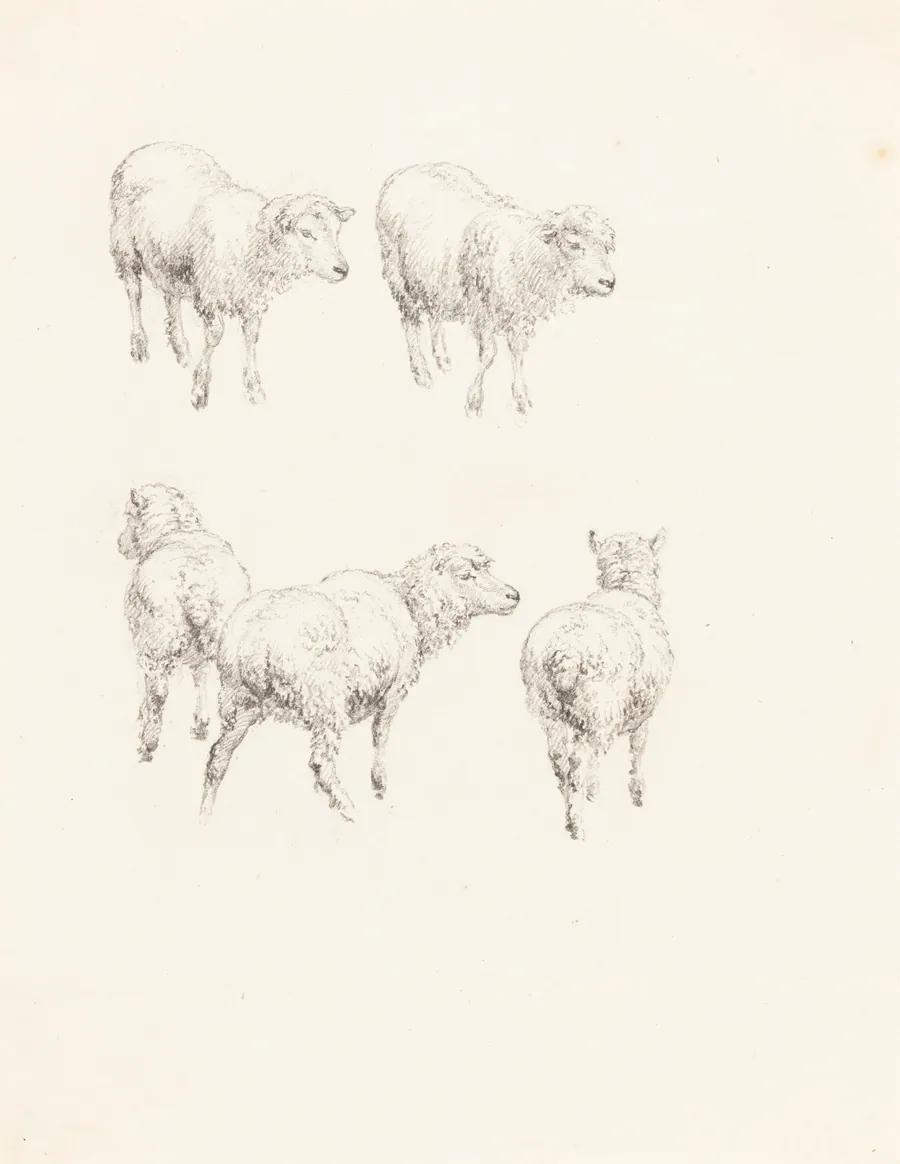 Five Sheep by Robert Hills