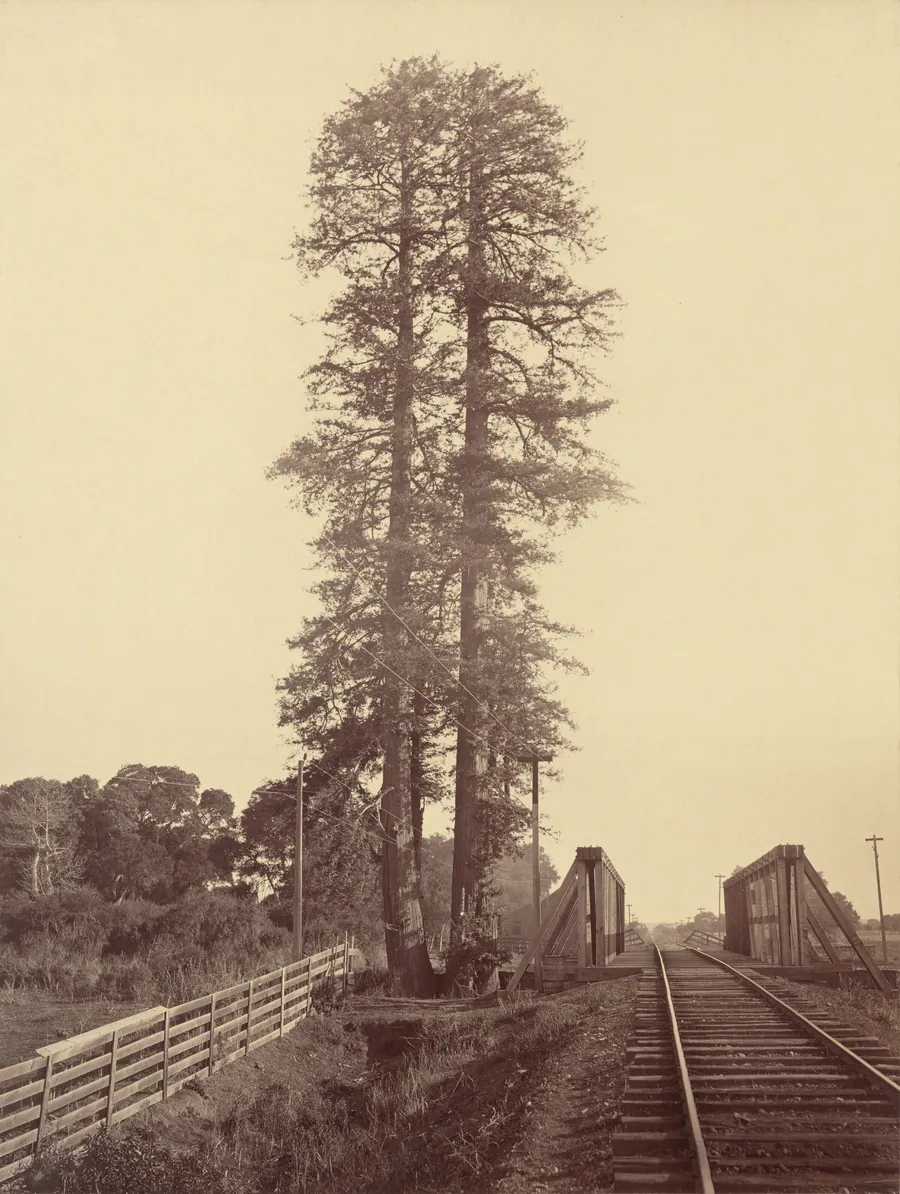 Twin Redwoods, Palo Alto by Carleton E. Watkins